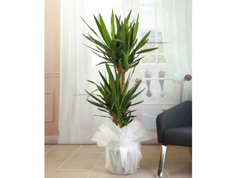 2 'li yucca 