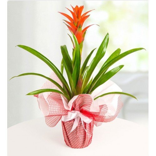 Guzmania – Tropikal Güzellik